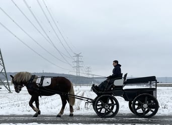 Süddeutsches Kaltblut, Castrone, 3 Anni, 164 cm, Sauro scuro