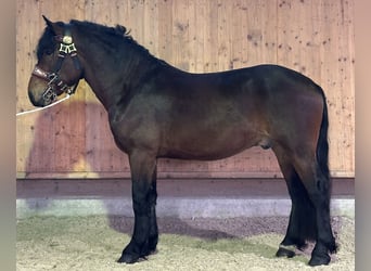 Süddeutsches Kaltblut, Castrone, 3 Anni, 165 cm, Baio