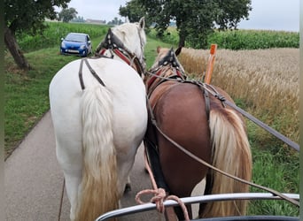 Süddeutsches Kaltblut, Castrone, 3 Anni, 165 cm, Sauro