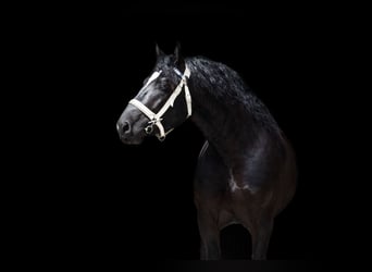 Süddeutsches Kaltblut, Castrone, 3 Anni, 169 cm, Morello