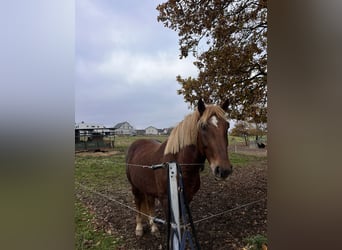 Süddeutsches Kaltblut, Castrone, 4 Anni, 164 cm, Sauro scuro