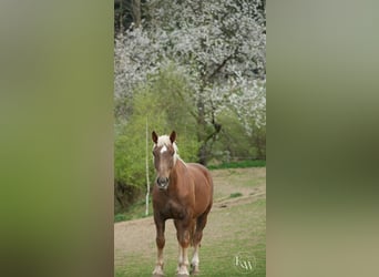 Süddeutsches Kaltblut, Castrone, 5 Anni, 166 cm, Sauro