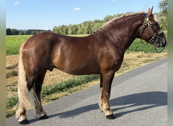 Süddeutsches Kaltblut, Castrone, 5 Anni, 172 cm, Sauro scuro