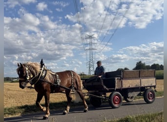 Süddeutsches Kaltblut, Castrone, 5 Anni, 172 cm, Sauro scuro