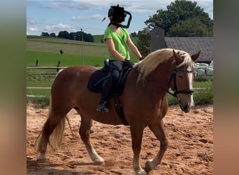 Süddeutsches Kaltblut, Giumenta, 11 Anni, 170 cm, Sauro