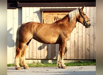 Süddeutsches Kaltblut, Giumenta, 16 Anni, 155 cm, Sauro