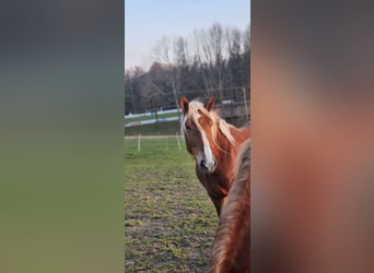 Süddeutsches Kaltblut, Giumenta, 3 Anni, 148 cm, Sauro