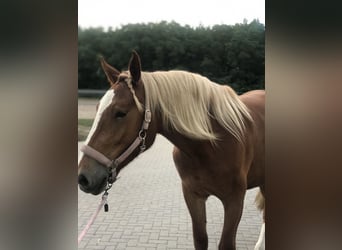 Süddeutsches Kaltblut, Giumenta, 5 Anni, 166 cm, Sauro