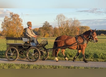 Süddeutsches Kaltblut, Giumenta, 7 Anni, 160 cm, Baio
