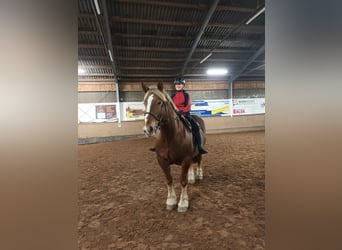Süddeutsches Kaltblut, Giumenta, 9 Anni, 160 cm