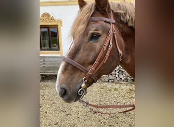 Süddeutsches Kaltblut, Hengst, 18 Jahre