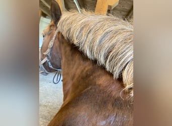 Süddeutsches Kaltblut, Hengst, 18 Jahre