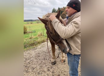 Süddeutsches Kaltblut, Hengst, 19 Jahre