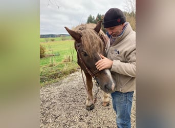 Süddeutsches Kaltblut, Hengst, 19 Jahre