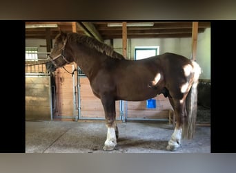 Süddeutsches Kaltblut, Hengst, 19 Jahre