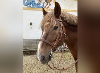 Süddeutsches Kaltblut, Hengst, 19 Jahre