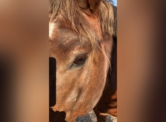 Süddeutsches Kaltblut, Hengst, 19 Jahre