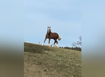 Süddeutsches Kaltblut, Hengst, 1 Jahr, Dunkelfuchs