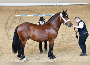 Süddeutsches Kaltblut, Hengst, 2 Jahre, 163 cm, Brauner