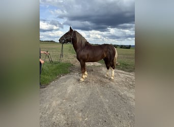 Süddeutsches Kaltblut, Hengst, 2 Jahre, 165 cm, Dunkelfuchs