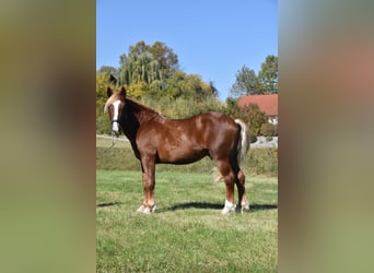 Süddeutsches Kaltblut, Hengst, 3 Jahre, 165 cm, Dunkelfuchs