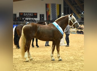 Süddeutsches Kaltblut, Hengst, 6 Jahre, 168 cm, Dunkelfuchs
