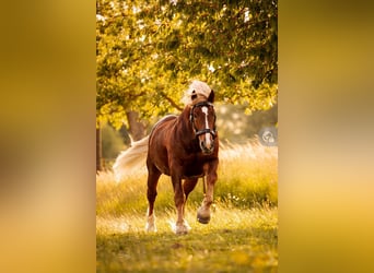Süddeutsches Kaltblut, Hengst, 7 Jahre, Dunkelfuchs