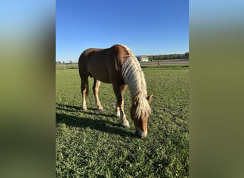 Süddeutsches Kaltblut, Stallone, 2 Anni, 162 cm, Sauro