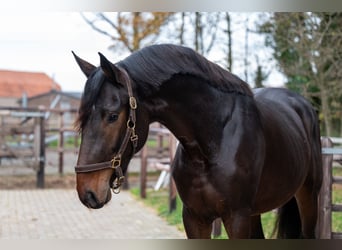 Süddeutsches Kaltblut, Stallone, 2 Anni, 168 cm, Baio