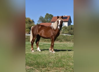 Süddeutsches Kaltblut, Stallone, 3 Anni, 165 cm, Sauro scuro
