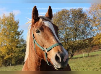 Süddeutsches Kaltblut, Stute, 10 Jahre, 165 cm, Dunkelfuchs