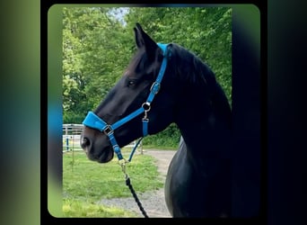 Süddeutsches Kaltblut, Stute, 14 Jahre, 170 cm, Schwarzbrauner