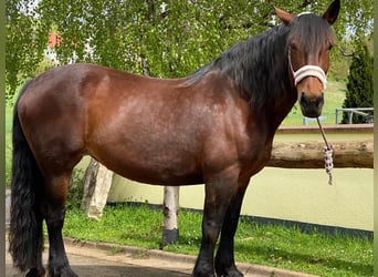 Süddeutsches Kaltblut, Stute, 15 Jahre, 165 cm, Brauner