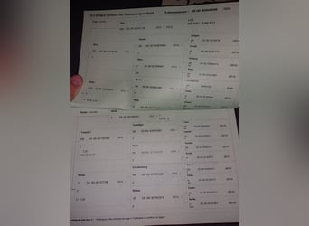 Süddeutsches Kaltblut, Stute, 16 Jahre, 155 cm, Fuchs