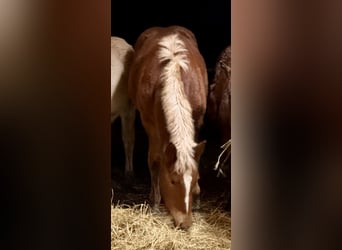 Süddeutsches Kaltblut, Stute, 1 Jahr, Fuchs