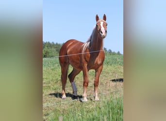 Süddeutsches Kaltblut, Stute, 2 Jahre, 164 cm, Brauner