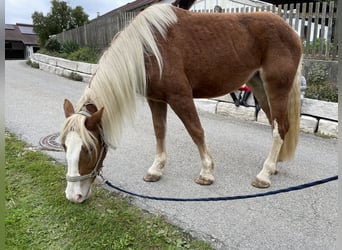 Süddeutsches Kaltblut, Stute, 2 Jahre, 165 cm, Fuchs