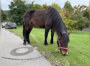 Süddeutsches Kaltblut, Stute, 3 Jahre, 165 cm, Dunkelbrauner