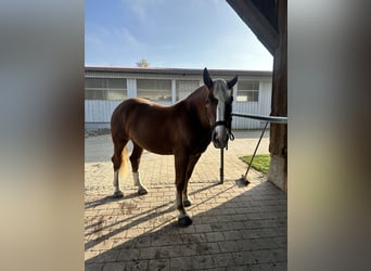 Süddeutsches Kaltblut, Stute, 3 Jahre, 165 cm, Dunkelfuchs