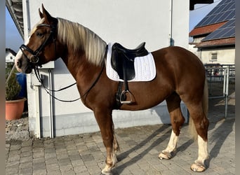 Süddeutsches Kaltblut, Stute, 3 Jahre, 165 cm, Dunkelfuchs