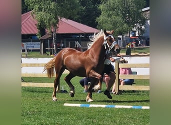 Süddeutsches Kaltblut, Stute, 3 Jahre, 165 cm, Fuchs