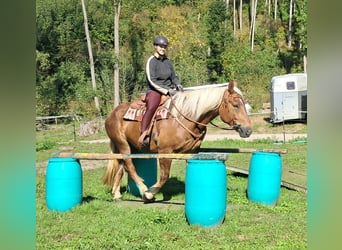 Süddeutsches Kaltblut, Stute, 4 Jahre, 160 cm, Dunkelfuchs