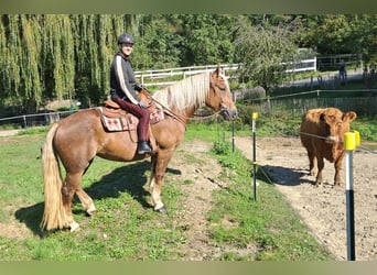 Süddeutsches Kaltblut, Stute, 4 Jahre, 160 cm, Dunkelfuchs