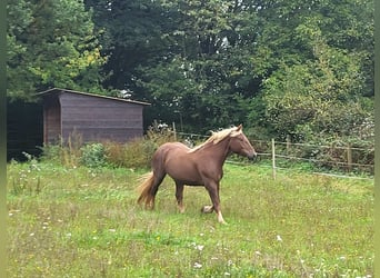 Süddeutsches Kaltblut, Stute, 4 Jahre, 160 cm, Dunkelfuchs