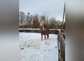 Süddeutsches Kaltblut, Stute, 4 Jahre, 160 cm, Dunkelfuchs