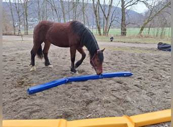Süddeutsches Kaltblut, Stute, 4 Jahre, 170 cm, Brauner