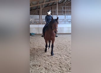 Süddeutsches Kaltblut, Stute, 4 Jahre, 170 cm, Brauner