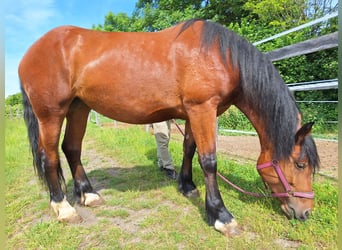 Süddeutsches Kaltblut, Stute, 4 Jahre, 170 cm, Brauner