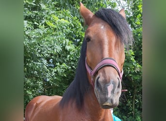 Süddeutsches Kaltblut, Stute, 4 Jahre, 170 cm, Brauner