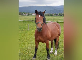 Süddeutsches Kaltblut, Stute, 4 Jahre, Brauner